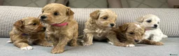 Maltipoo dogs for sale: SEE ALL OUR PUPPIES ON INSTA. OAKWELL RETRIEVERS  - Advert 30