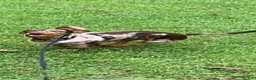 Miniature Dachshund dogs for sale: Miniature dachshund  in Burnley - Advert 2