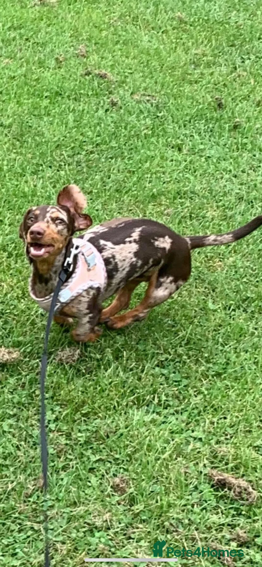Miniature Dachshund dogs for sale: Miniature dachshund  in Burnley - Advert 2