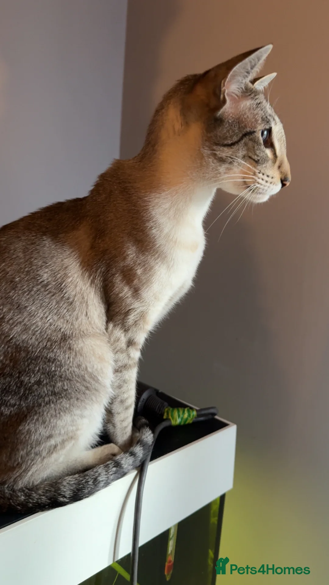 Siamese cats for sale: Seal tabby point Siamese  - Advert 2