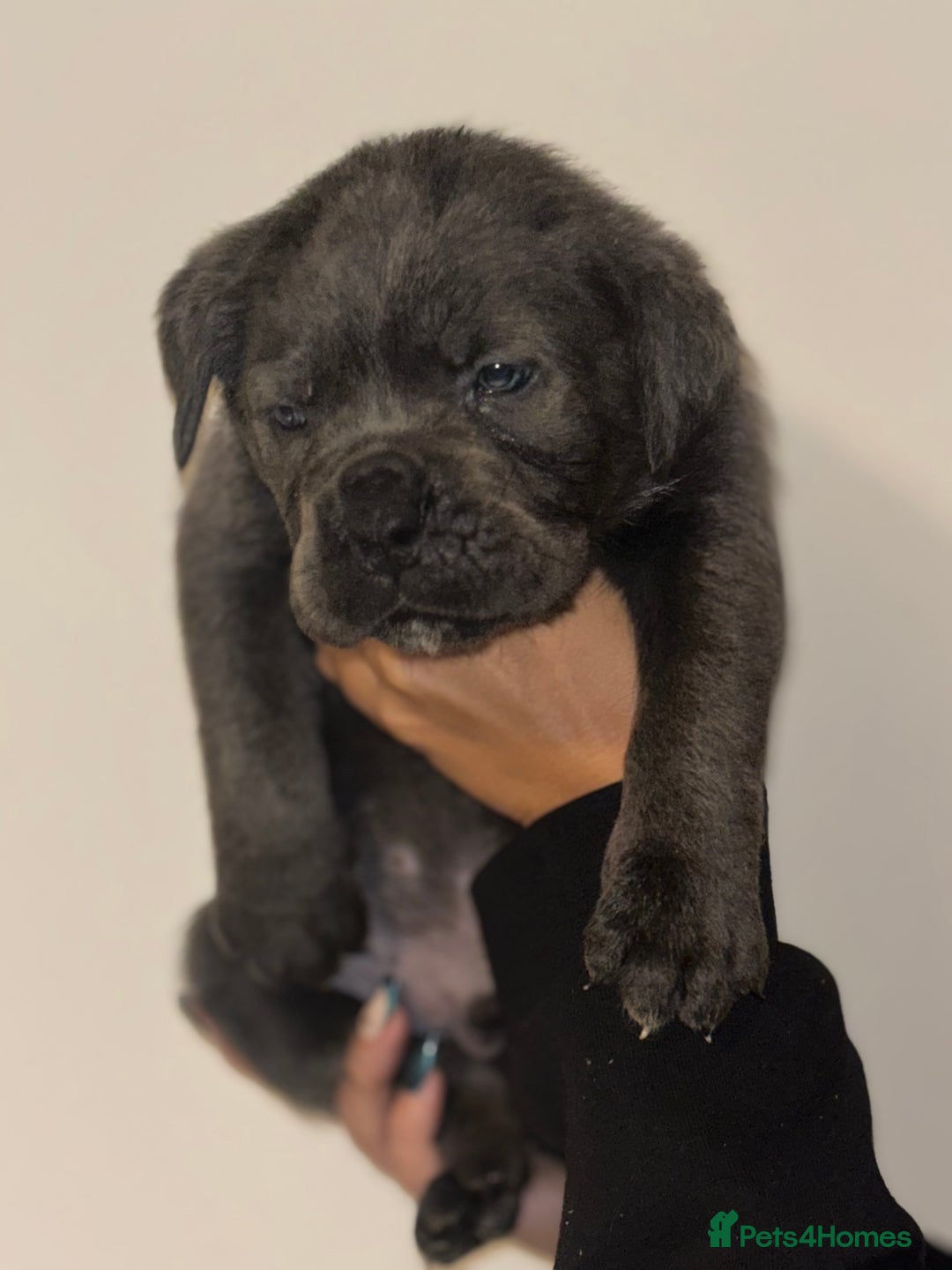 Cane Corso dogs for sale: Cane Corso Puppies **5 Male 2Female Left** - Advert 4