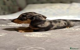 Dachshund dogs for sale: Beautiful dachshunds - Image 10