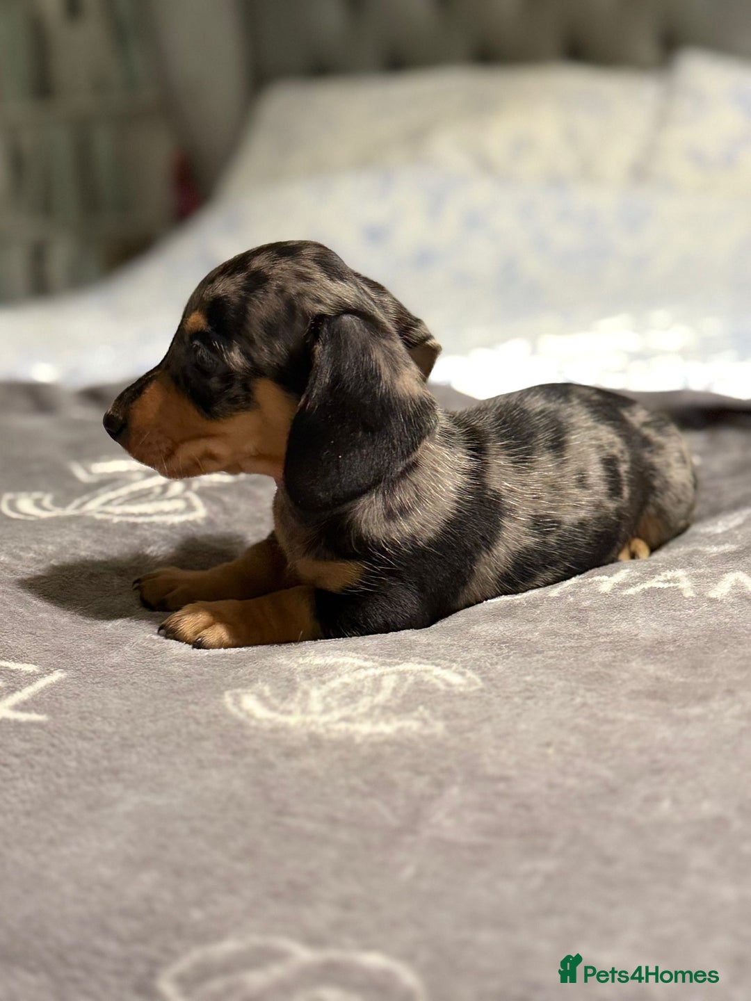 Dachshund dogs for sale: Beautiful dachshunds - Image 10