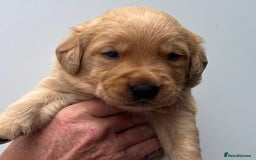 Goldador dogs for sale: F1 Golador puppies for sale  - Image 10