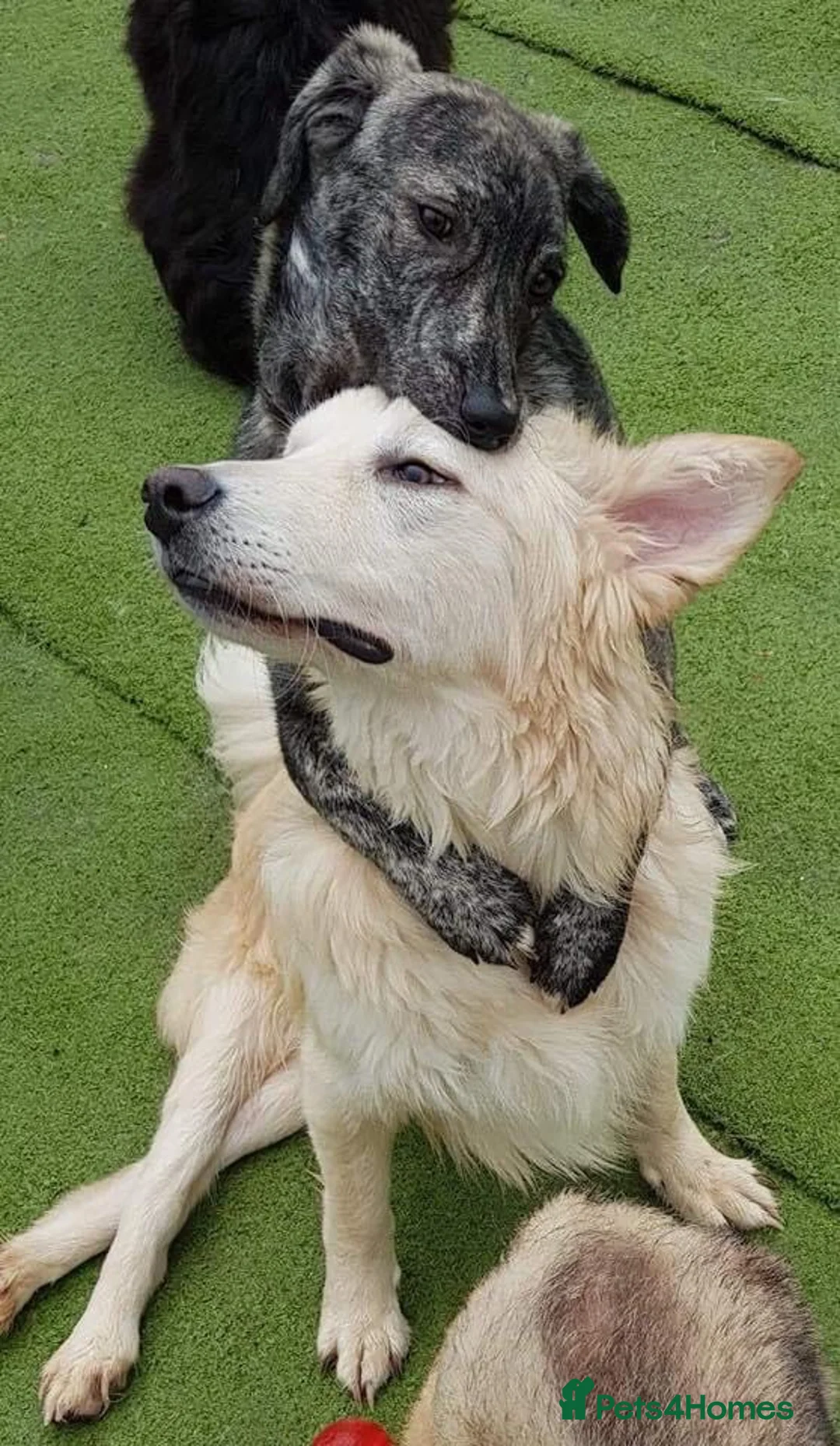 Mixed Breed dogs for adoption: Travis is looking for his perfect family x in Ayr - Advert 13