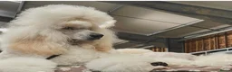 Standard Poodle dogs for stud: KC standard poodle for stud  - Advert 2