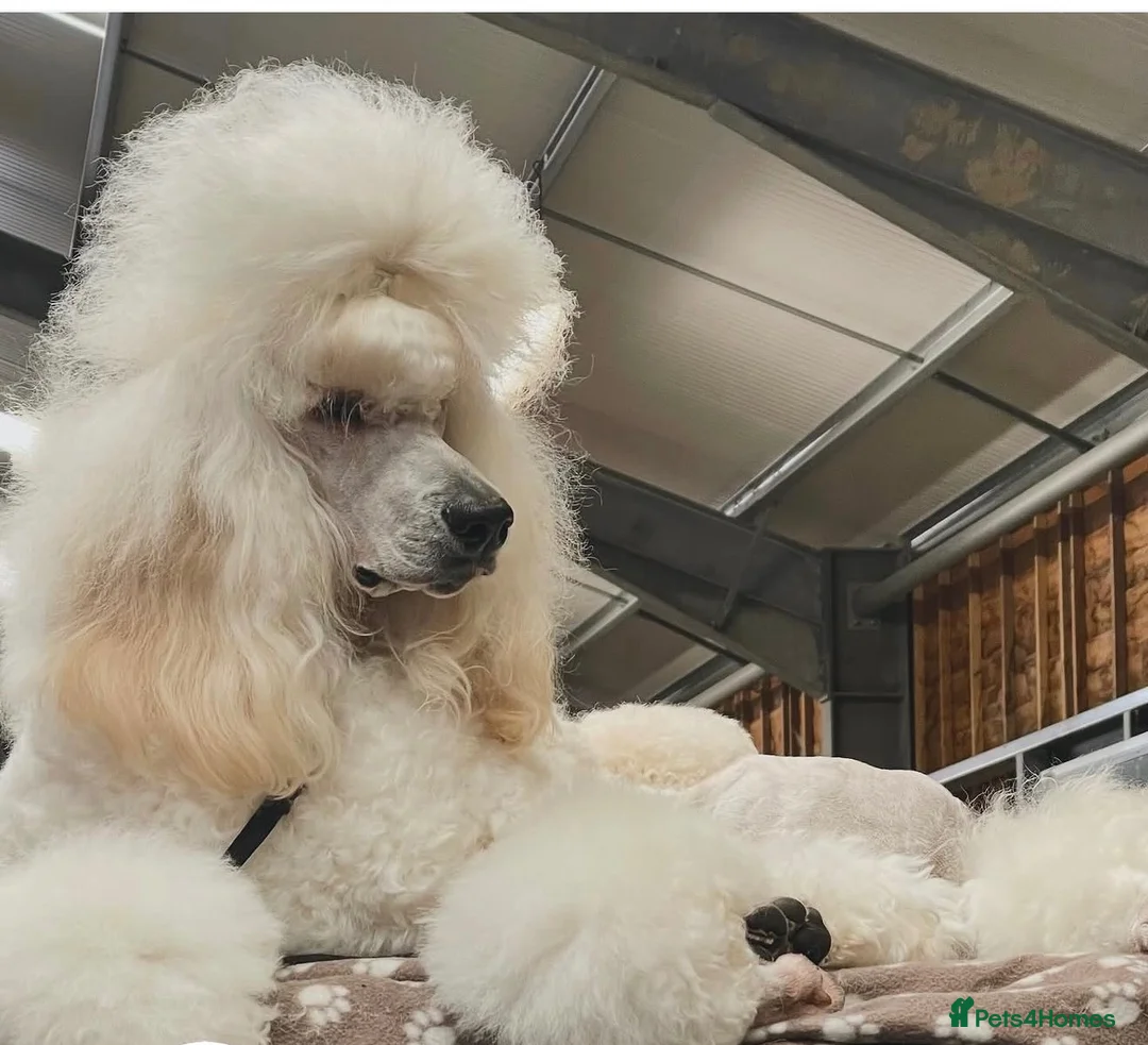Standard Poodle dogs for stud: KC standard poodle for stud  - Advert 2