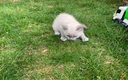 Ragdoll cats for sale: Half breed Ragdoll female kitten available  - Image 4