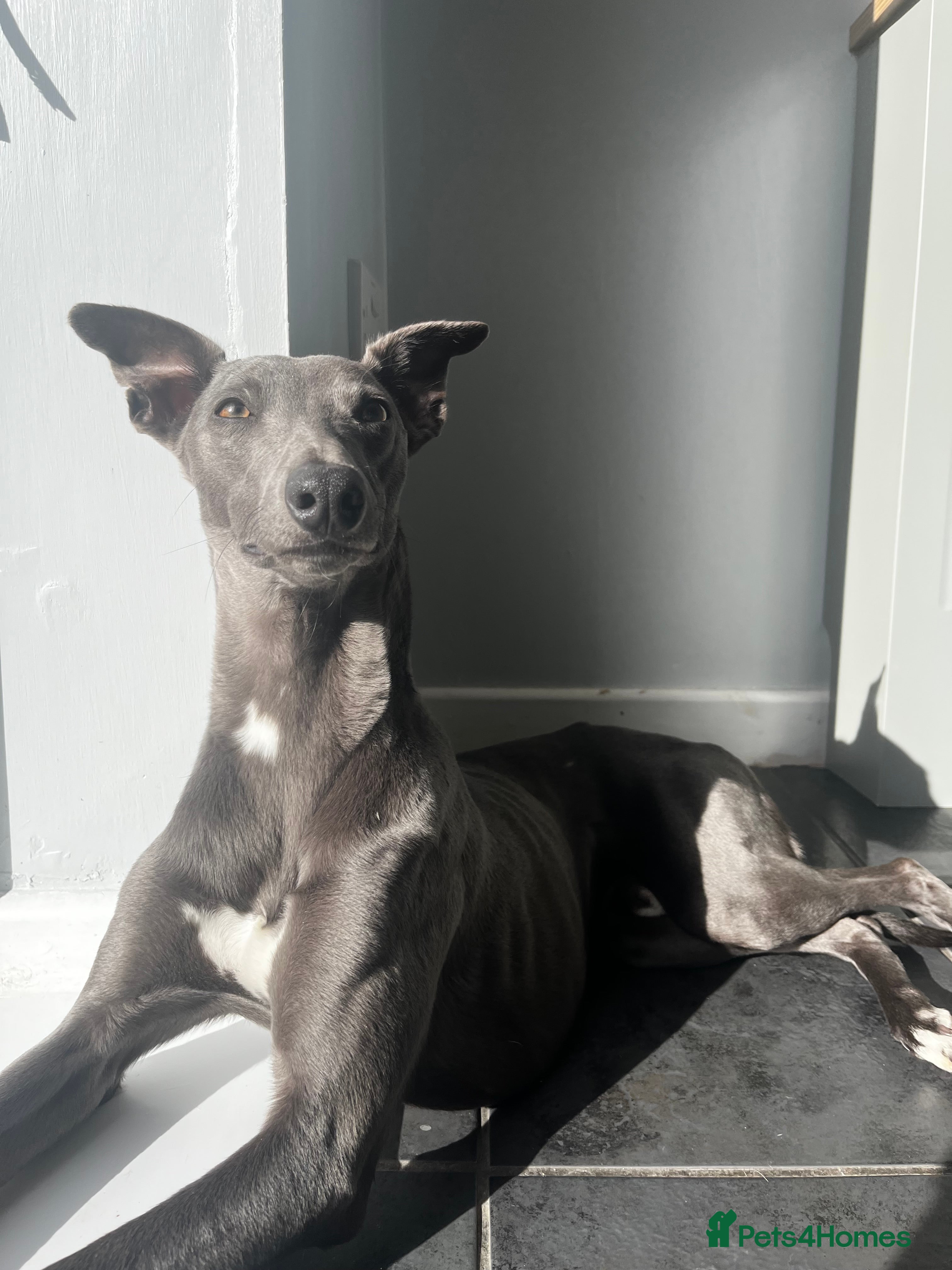 Whippet dogs Blue male whippet  - Advert 14