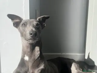 Whippet dogs Blue male whippet - Advert 14