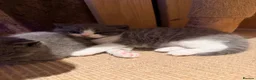 British Shorthair cats for sale: 3 British shorthair kittens - Advert 14