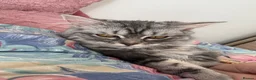 Maine Coon cats for sale: My lovely friend is here for sales  - Advert 2