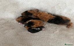 Guinea Pig rodents for sale: Purebred Lunkarya Guinea pigs - Image 3