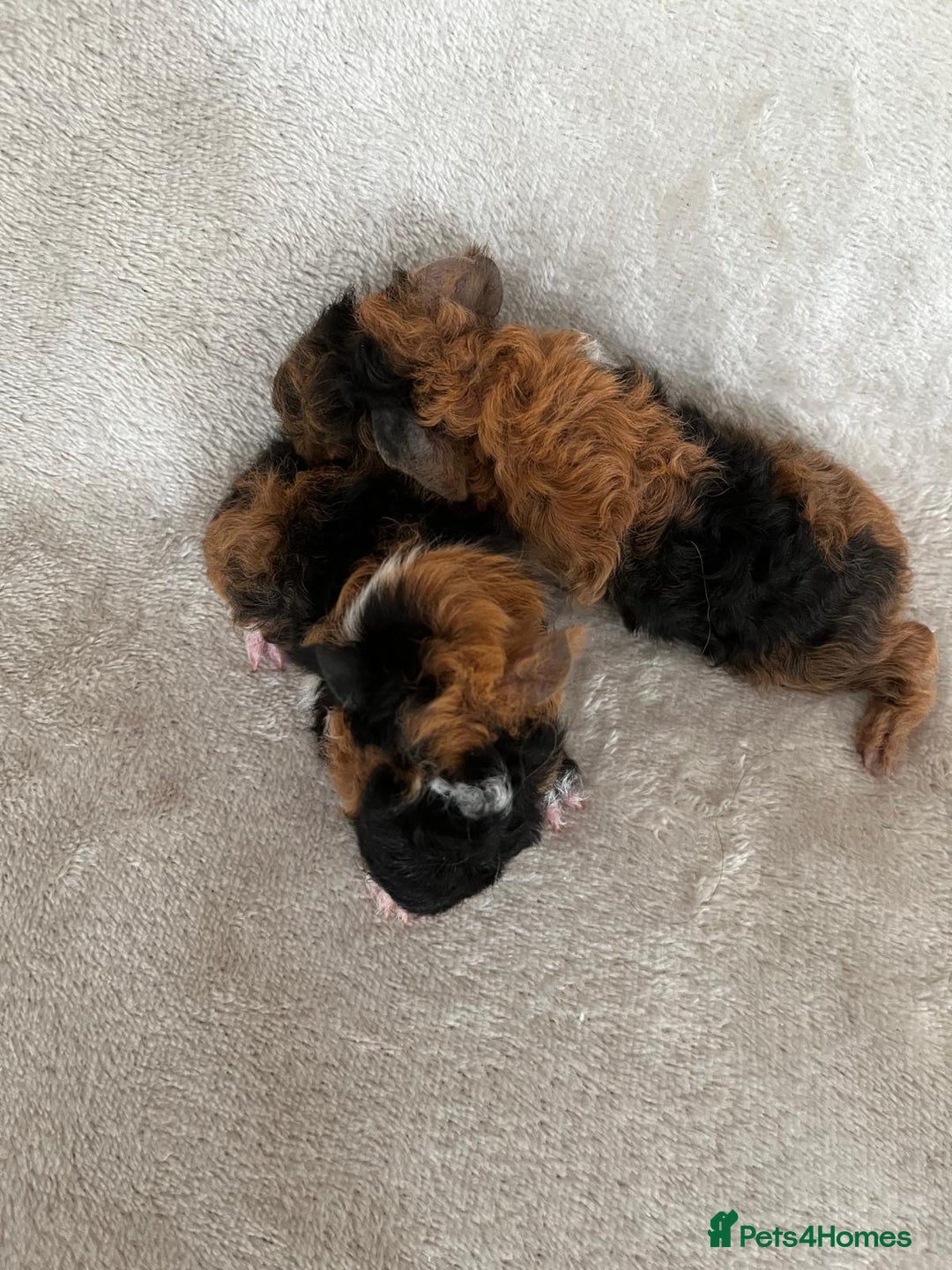 Guinea Pig rodents for sale: Purebred Lunkarya Guinea pigs - Image 3
