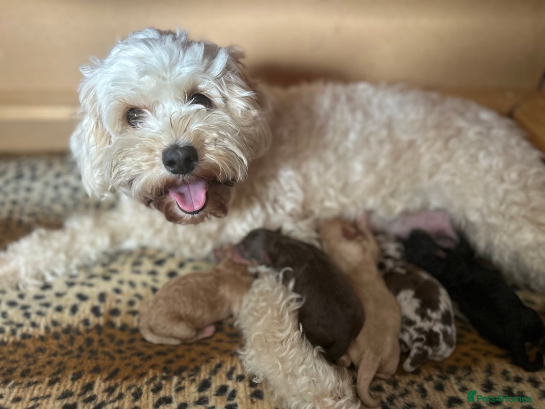 Cavapoo dogs for sale: Stunning Cavapoo puppies  - Image 10