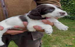 Cocker Spaniel dogs for sale: KC Reg Working Cocker spaniel puppies roan - Image 9