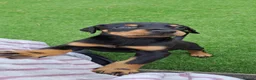 Dobermann dogs for sale: Doberman puppies  - Advert 5