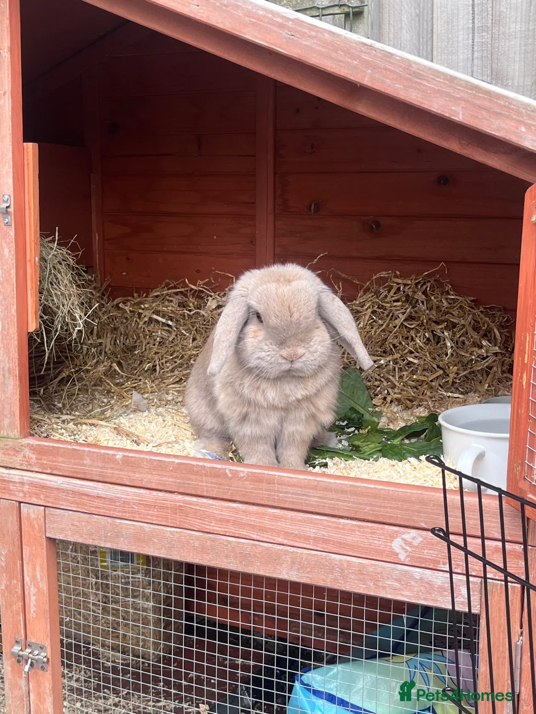 Mini Lop rabbits for sale: Mini lop for sale  in Nuneaton - Advert 1