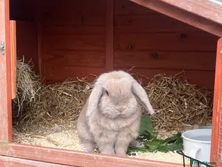 Mini Lop rabbits Mini lop for sale - Advert 3