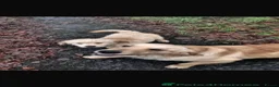 Golden Retriever dogs for sale: Golden retriever  - Advert 1