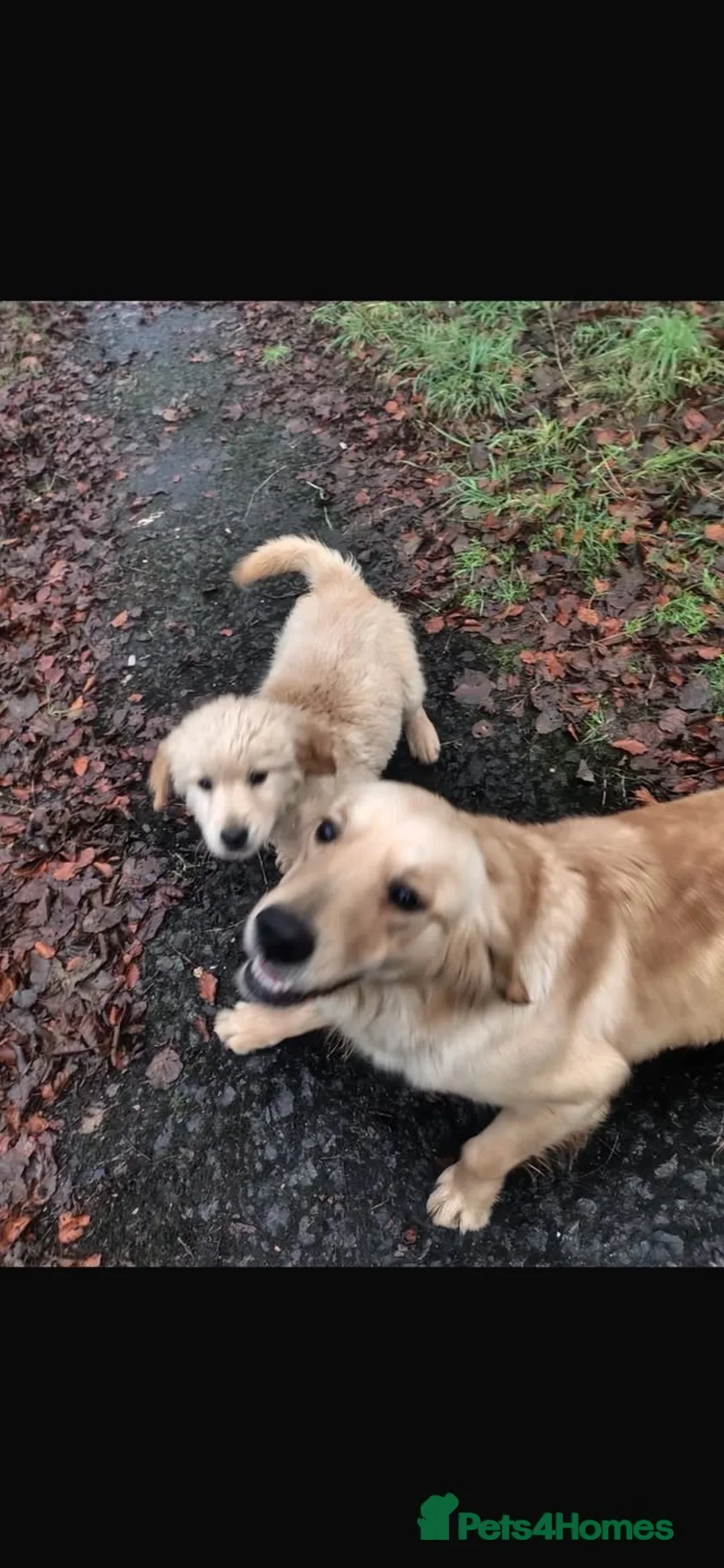 Golden Retriever dogs for sale: Golden retriever  - Advert 1