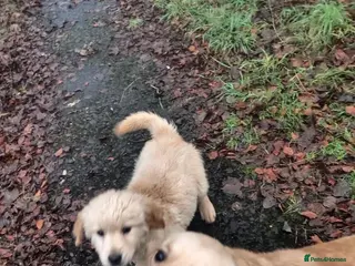 Golden Retriever dogs Golden retriever ready to leave ‼️‼️ - Advert 2