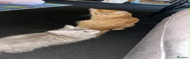 Mixed Breed 1