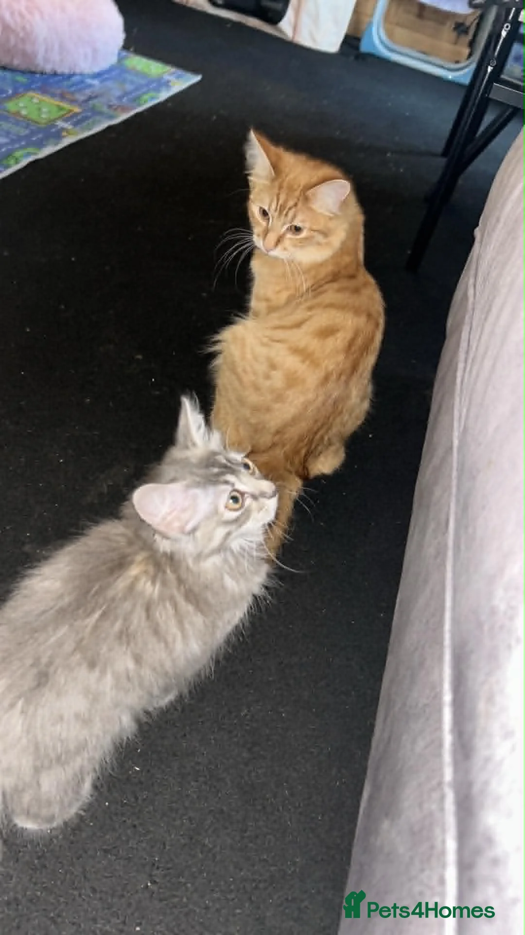 Mixed Breed cats for sale: female grey and ginger kitten - Advert 2