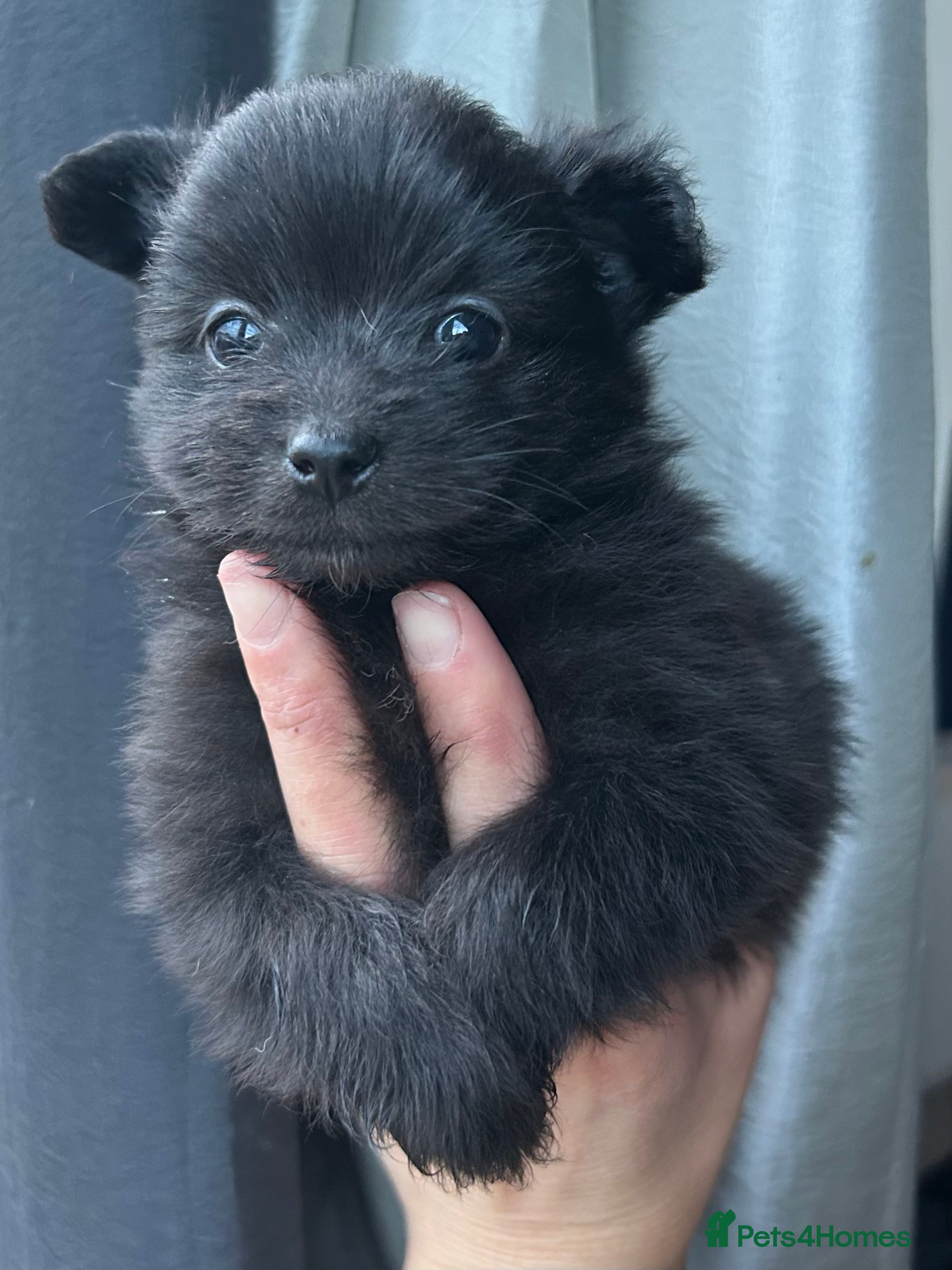 Pomapoo dogs  **  Pomeranian 🐶 puppies 🐶  - Advert 4