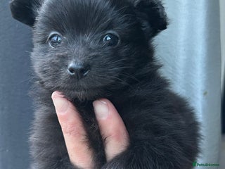 Pomapoo dogs ** Pomeranian 🐶 puppies 🐶 - Advert 4