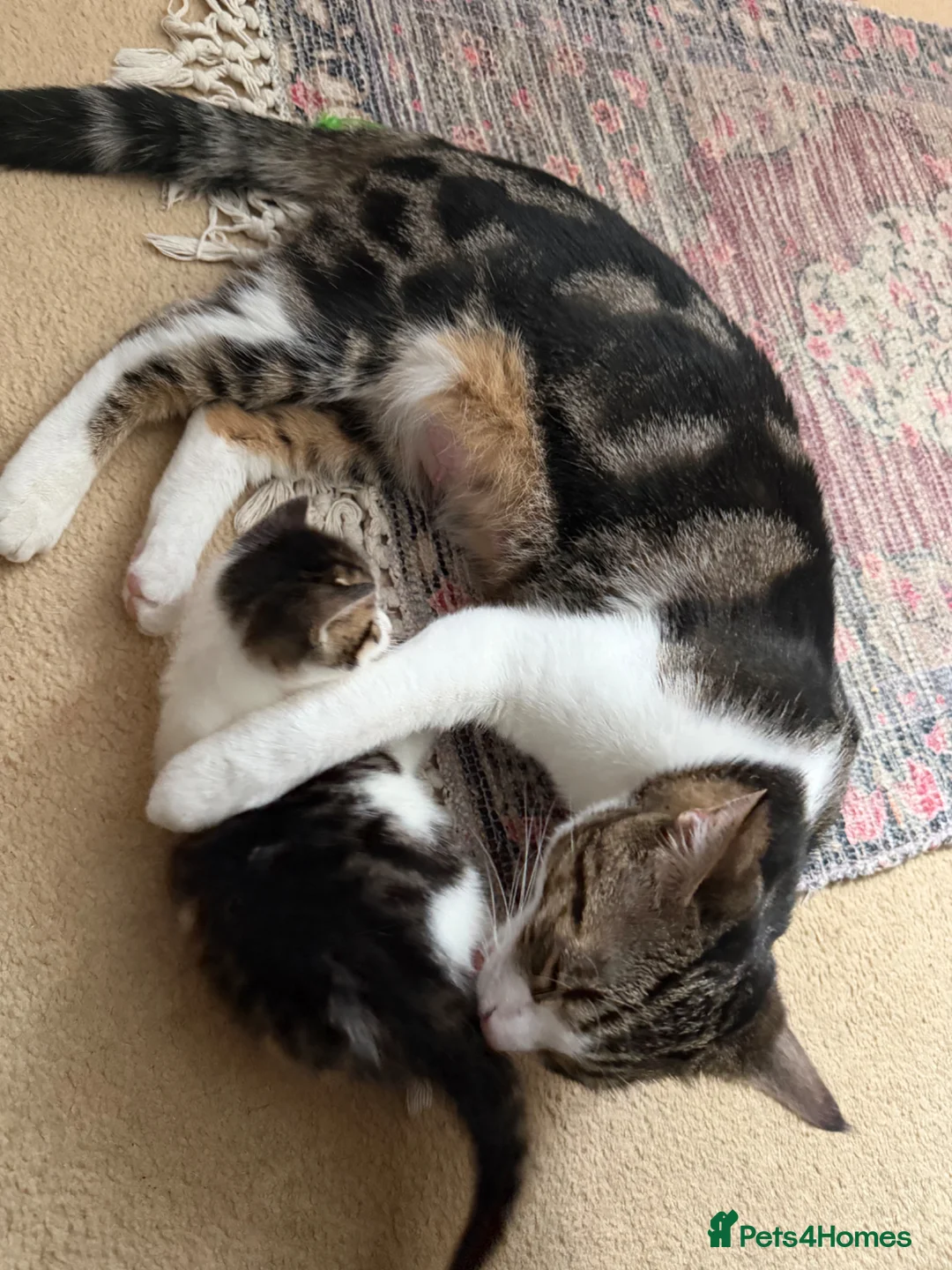 Mixed Breed cats for sale: Beautiful kitten  in Slough - Advert 2