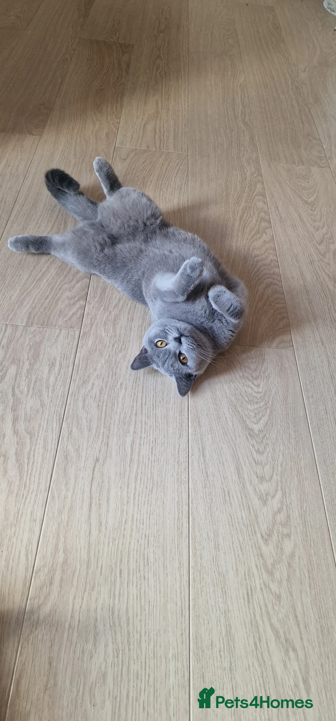 British Shorthair cats for sale: ❤️ Amasing girl❤️  - Advert 2