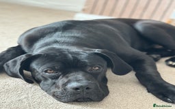 Cane Corso dogs for sale: Cane corso  - Image 7