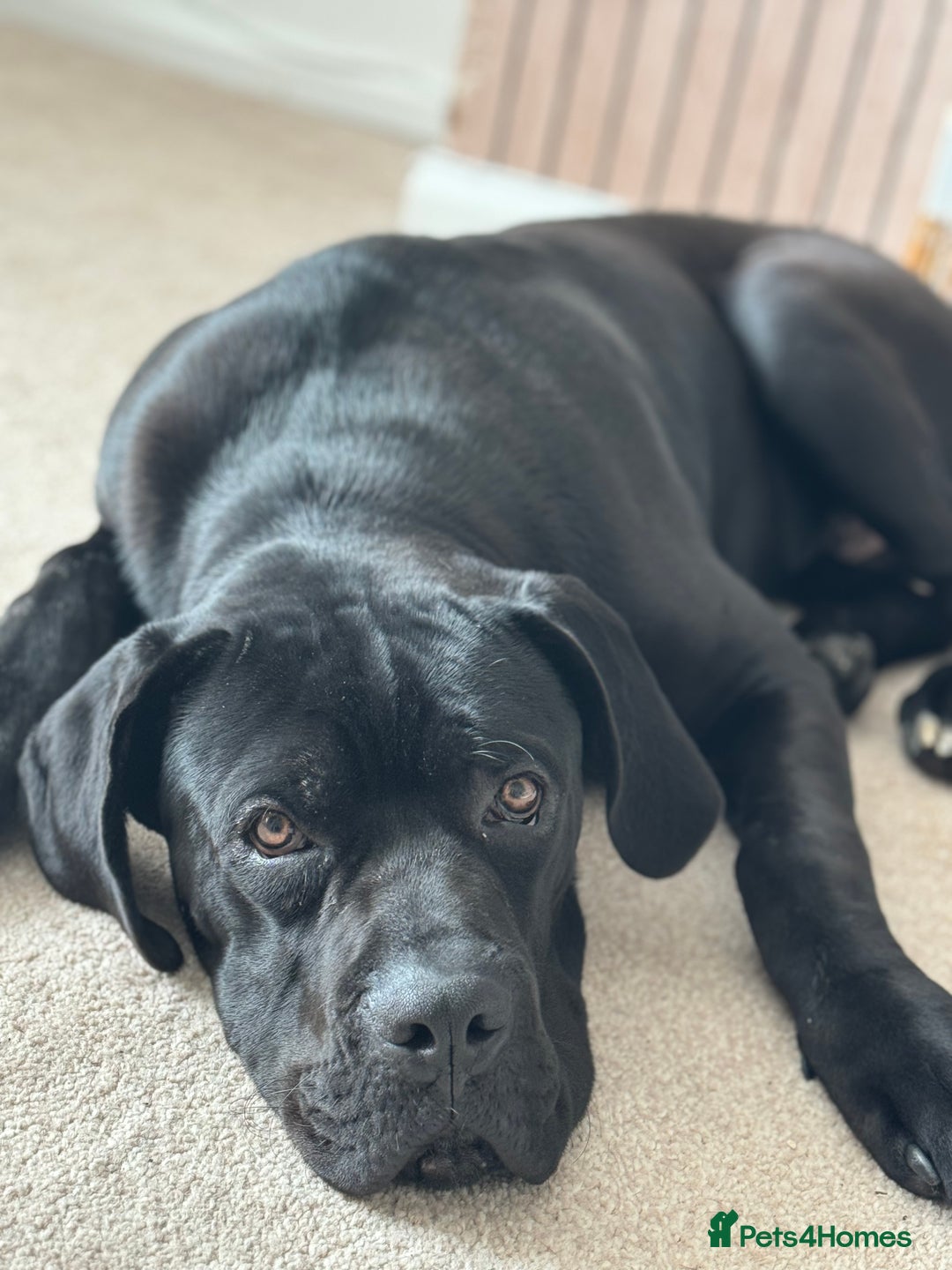 Cane Corso dogs for sale: Cane corso  - Image 7