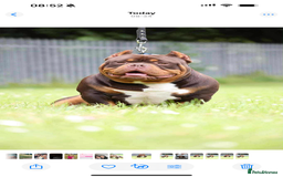 Shorty Bull dogs for sale:  Beautiful chocolate and tan Pocket bully - Image 1
