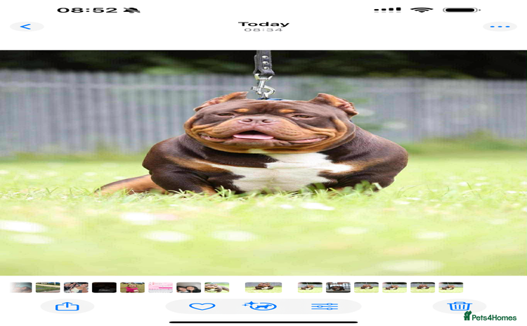 Shorty Bull dogs - Advert 1