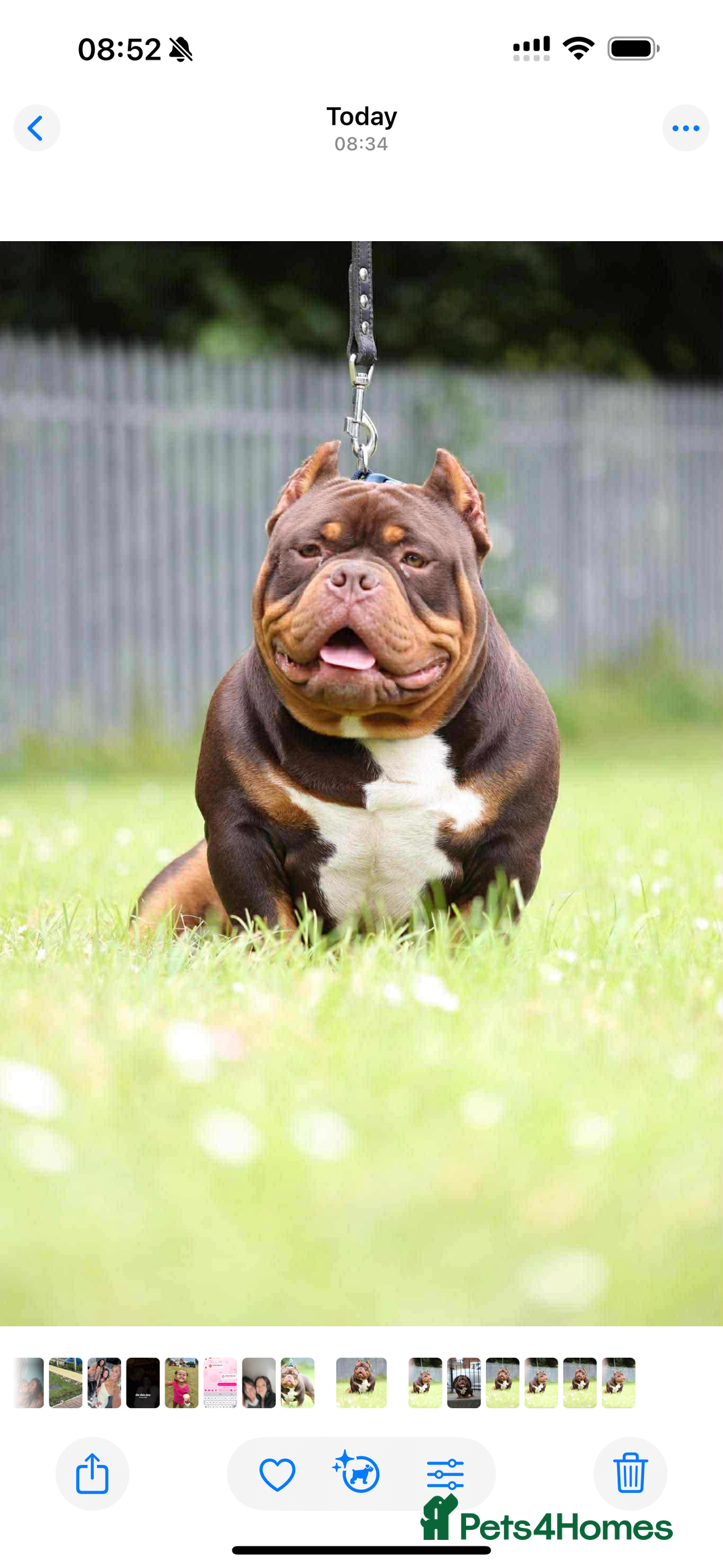 Shorty Bull dogs for sale:  Beautiful chocolate and tan Pocket bully - Image 1