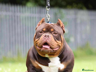 Shorty Bull dogs - Advert 2