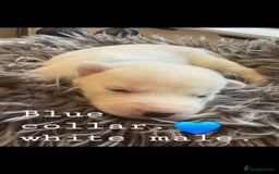 Siberian Husky dogs for sale: Siberian Husky puppies  - Image 2