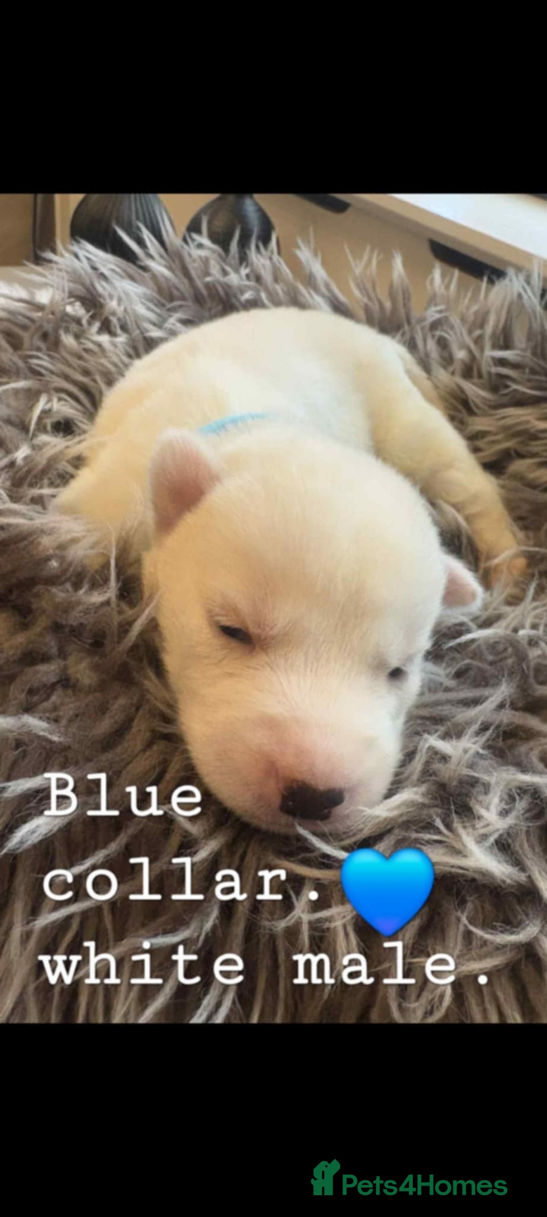 Siberian Husky dogs for sale: Siberian Husky puppies  - Image 2