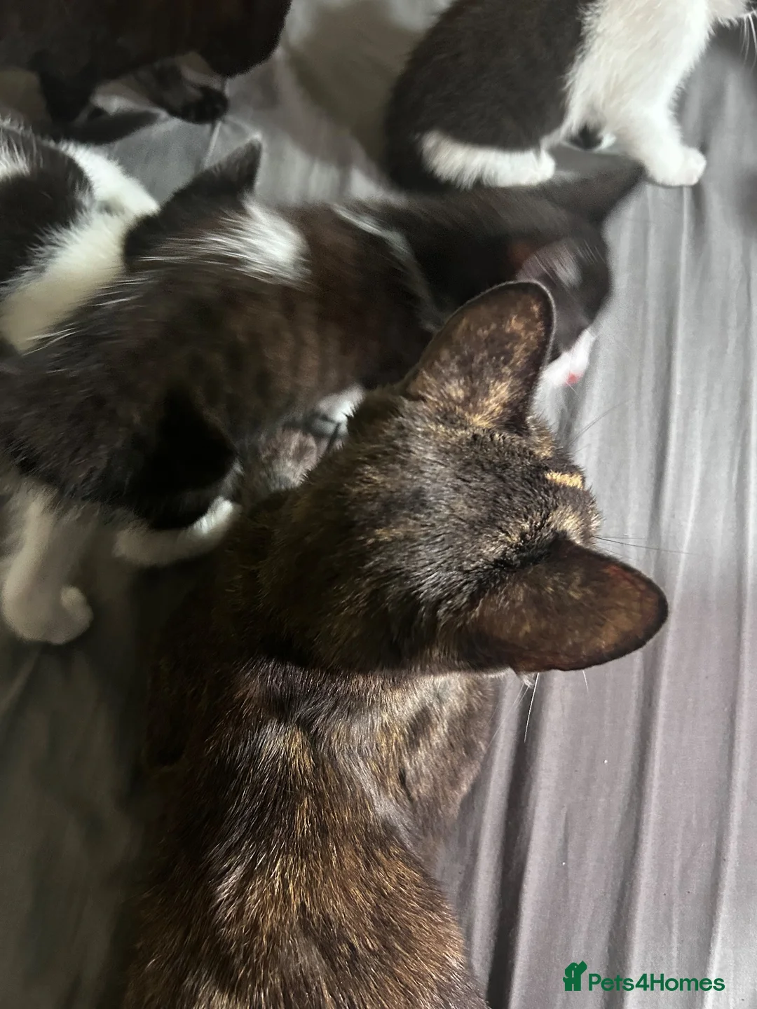 Mixed Breed cats for sale: Stunning Litter 7 Kittens - Come With Scratch Post in Nottingham - Advert 2