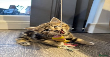 Scottish Fold cats - Advert 11