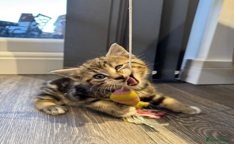 Scottish Fold cats - Advert 5