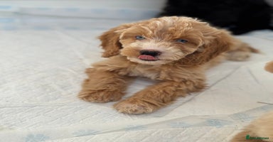 Cockapoo dogs - Advert 11