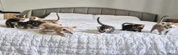 Bengal cats for sale: Genetic Health Tested Silver Bengal Female - Advert 3