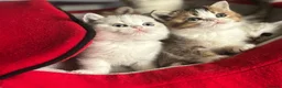 Munchkin cats for sale: Full Pedigree Munchkin Kittens - Advert 12