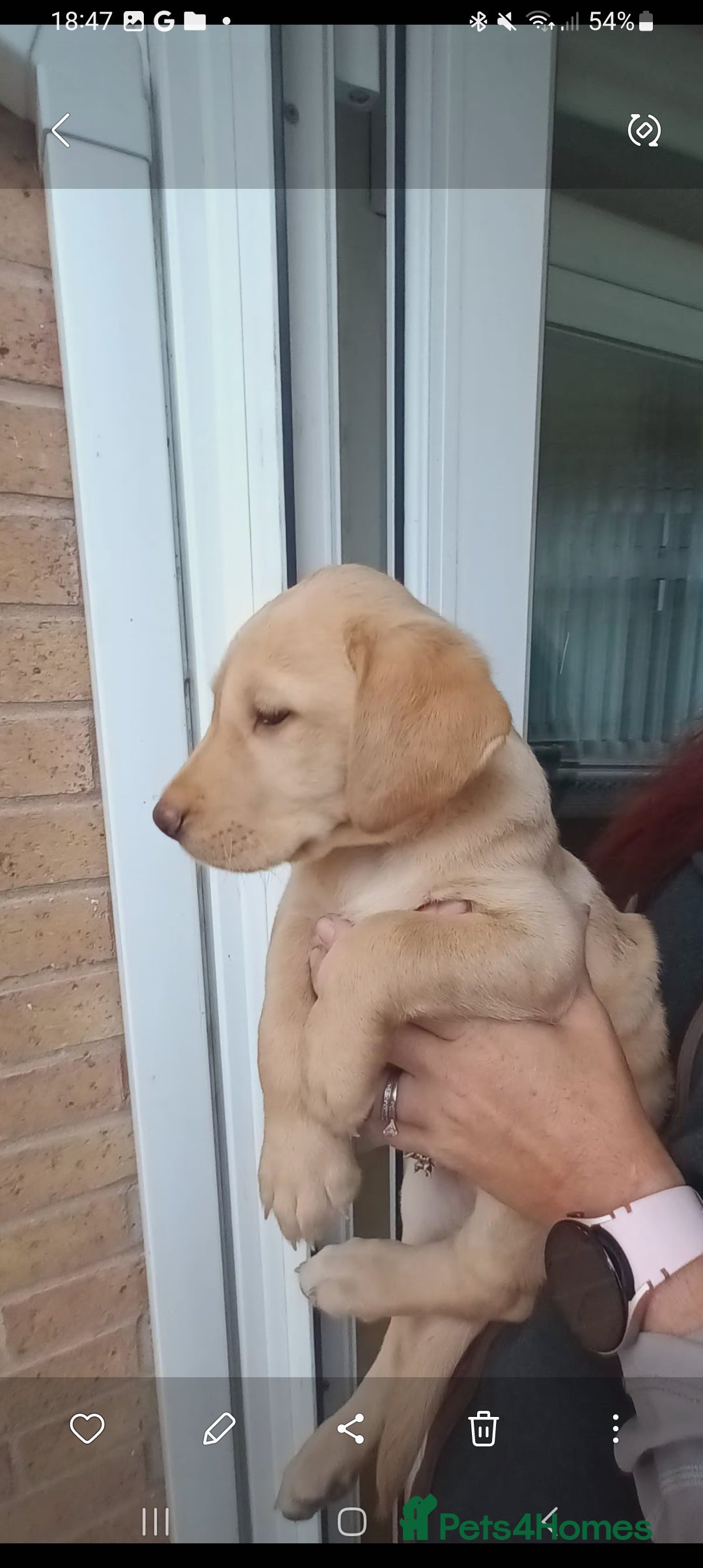 Labrador Retriever dogs for sale: X2 male x3 bitch lab pups  - Image 6
