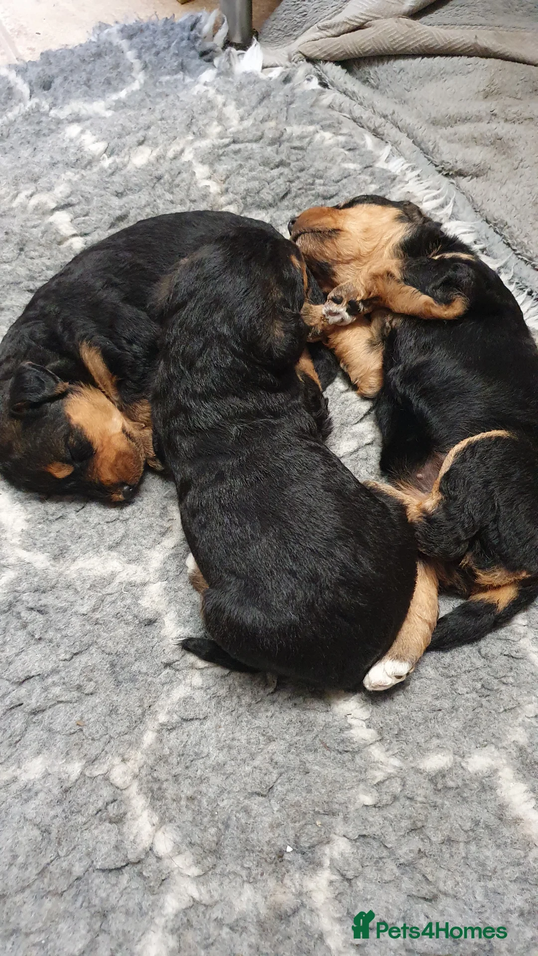 Airedale Terrier dogs for sale: Airedale puppies from health tested parents  - Advert 12