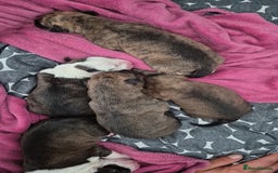 Mixed Breed dogs for sale: 8 beautiful huntaway x presa canario puppies  - Image 5