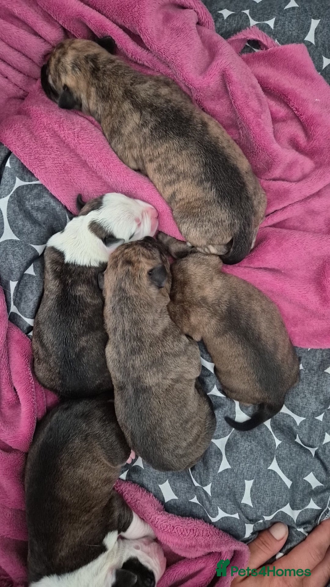 Mixed Breed dogs for sale: 8 beautiful huntaway x presa canario puppies  - Image 5